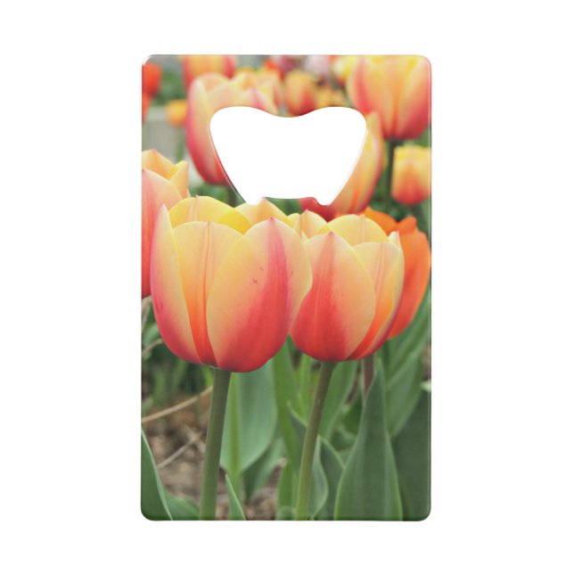 Tulipes de printemps (Devant)