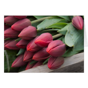 Tulipes de printemps fraîches