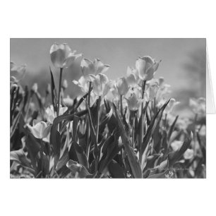 Tulipes en fleurs