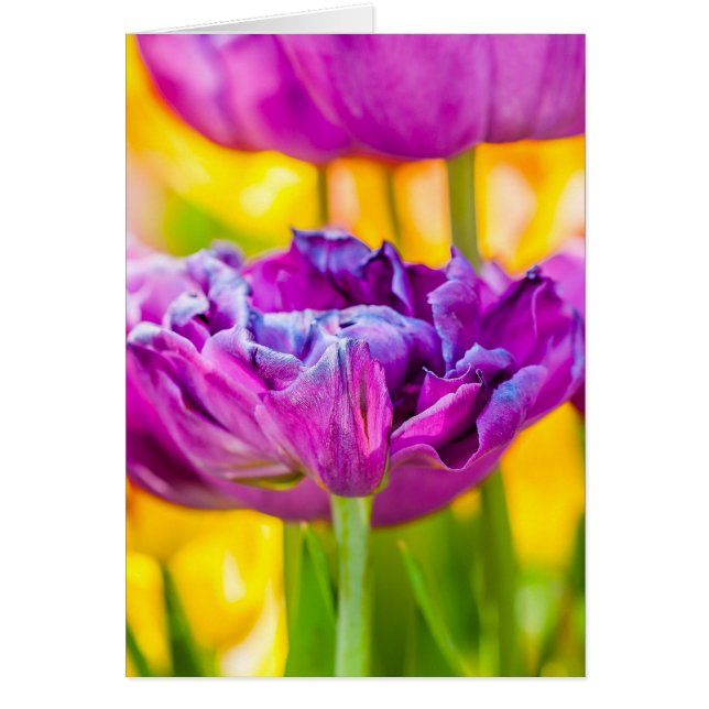 Tulipes Enchantant rose foncé (Devant)