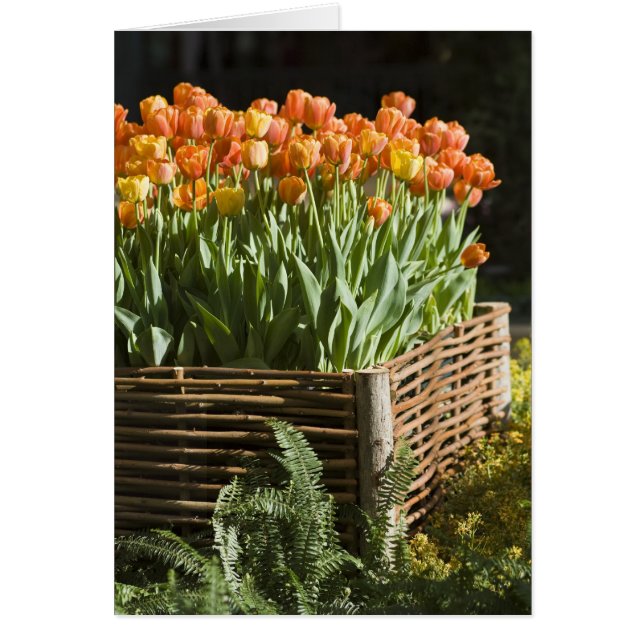 Tulipes florissantes (Devant)
