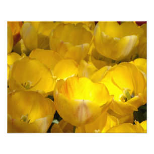 Tulipes jaunes 20" x 16" Impression photo