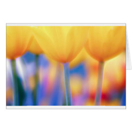 Tulipes jaunes avec le bleu