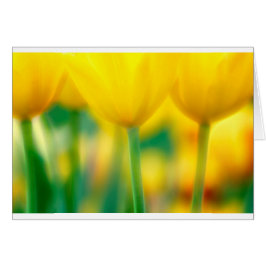 Tulipes jaunes avec le vert