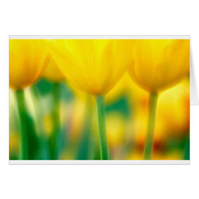 Tulipes jaunes avec le vert (Devant horizontal)