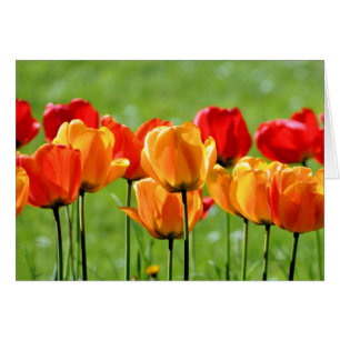 Tulipes jaunes et rouges