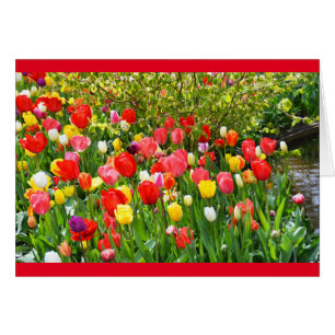 Tulipes mixtes