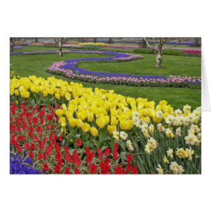 Tulipes, Muscari et jonquilles,