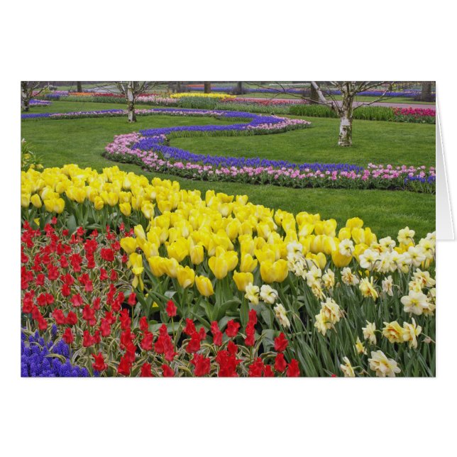 Tulipes, Muscari et jonquilles, (Devant horizontal)