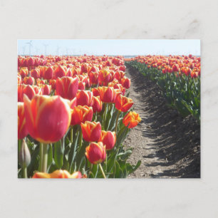 Tulipes orange rouge do-it-yourself carte postale