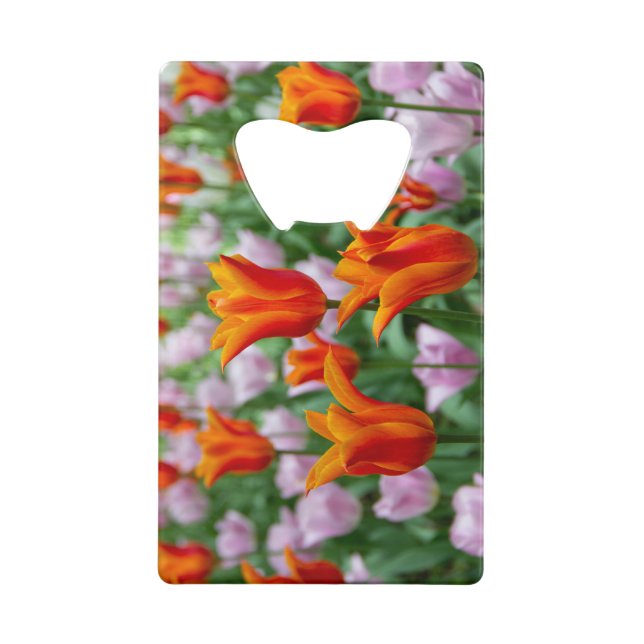 Tulipes orange vif dans le parc (Devant)