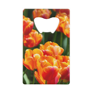 Tulipes orange vif dans le parc