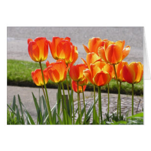 Tulipes oranges