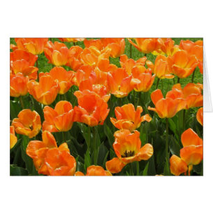Tulipes oranges
