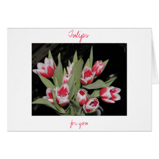 Tulipes Pour Vous