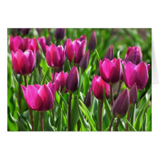 Tulipes pourpres
