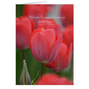 Tulipes roses