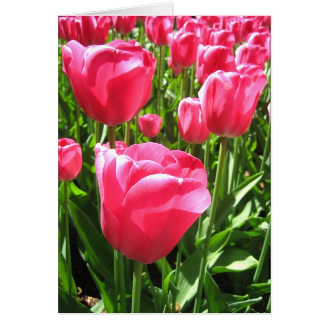Tulipes roses (Devant)