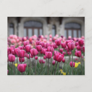 Tulipes roses à Montréal, Canada - Carte postale