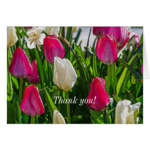 Tulipes Roses Et Blancs Carte de remerciements