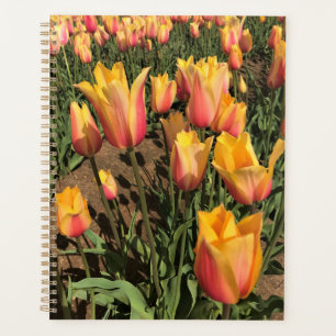 Tulipes roses et jaunes