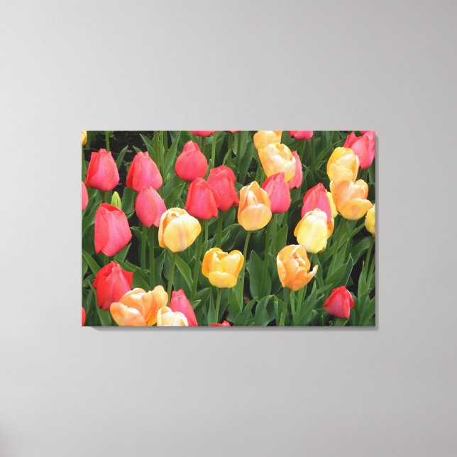Tulipes (Rouge/Jaune) en toile enveloppée (Recto)