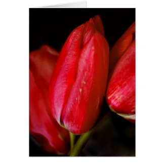Tulipes rouges