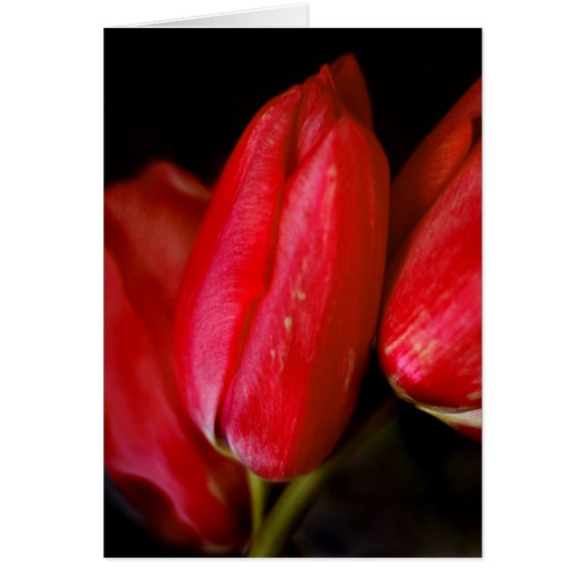 Tulipes rouges (Devant)
