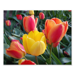 Tulipes rouges et jaunes Photo de jardin de rocail