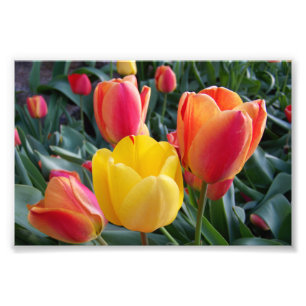 Tulipes rouges et jaunes Photo de jardin de rocail