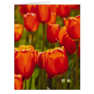 Tulipes rouges impression photographique.