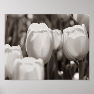 Tulipes rouges impression photographique. affiche