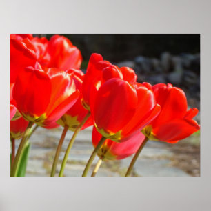 Tulipes rouges impressions d'art floral Fleurs de