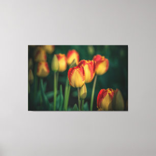 Tulipes Toile Enveloppée