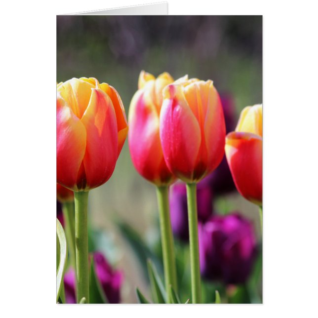 Tulipes tombées flammes (Devant)