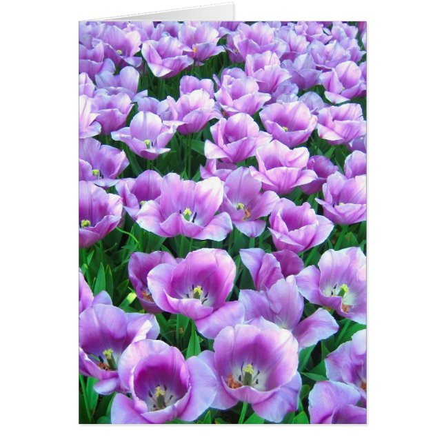 Tulipes violettes - carte (Devant)