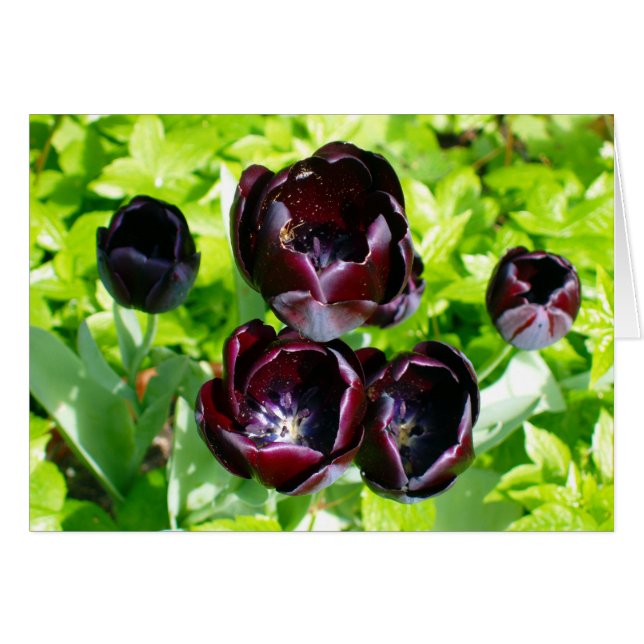 Tulipes violettes Noires De Hollande Photo (Devant horizontal)