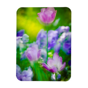 Tulipgarten, Giverny, Frankreich Magnet
