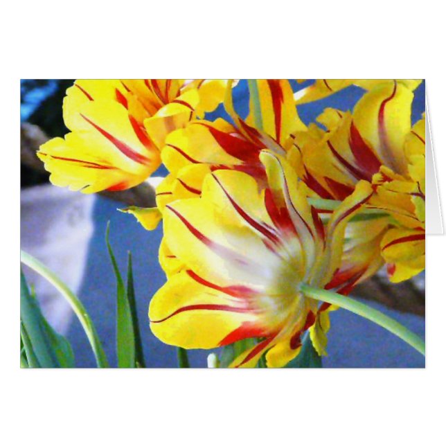 Tulips (Vorderseite (Horizontal))