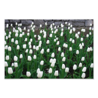Tulips 10 Print Fotodruck
