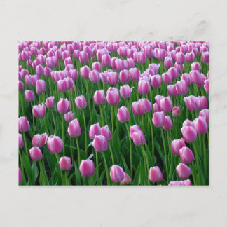 Tulips 14 Postkarte
