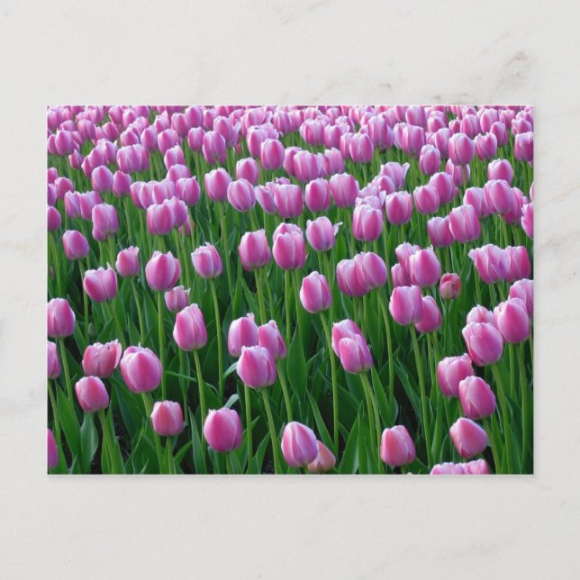 Tulips 14 Postkarte (Vorderseite)