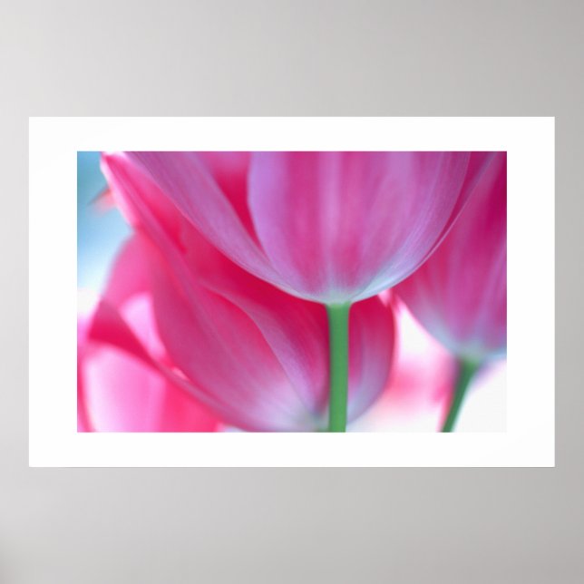 Tulips #2-Poster Poster (Vorne)