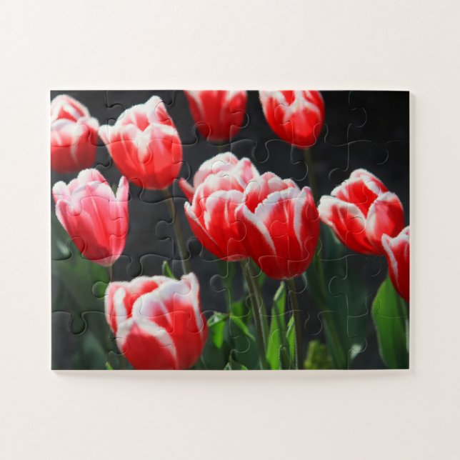 Tulips 30-pc (Horizontal)