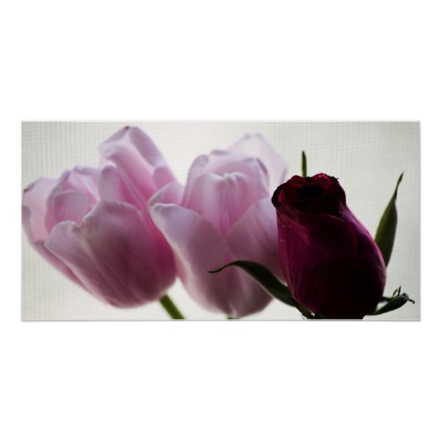 Tulips 3258 poster (Vorderseite)