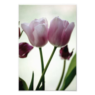Tulips 3259 fotodruck
