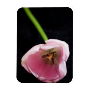 Tulips 3272 magnet