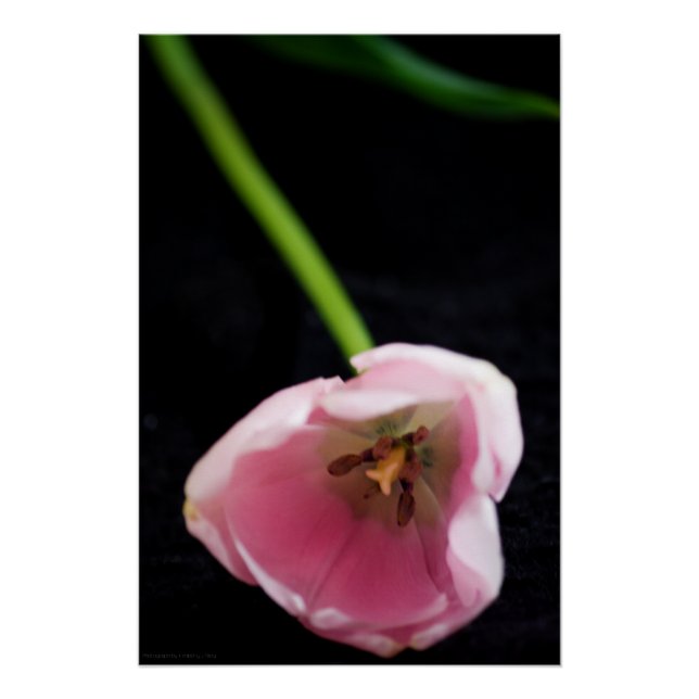 Tulips 3272 poster (Vorderseite)