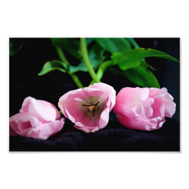 Tulips 3273 fotodruck (Vorne)