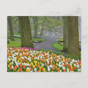 Tulips and road, Keukenhof Gardens, Lisse, Postkarte